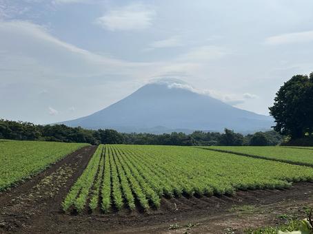広がる畑越しの羊蹄山(蝦夷富士) 広がる畑越しの羊蹄山(蝦夷富士) 山,畑,羊蹄山の写真素材