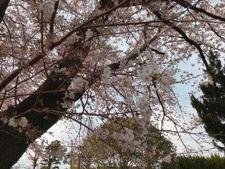 桜の木 桜の木の写真