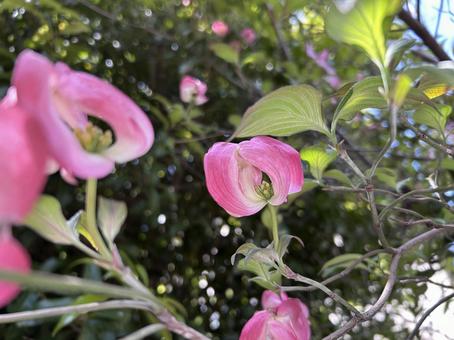 ハナミズキの写真