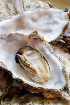 Photo, oyster, shell, seafood, 