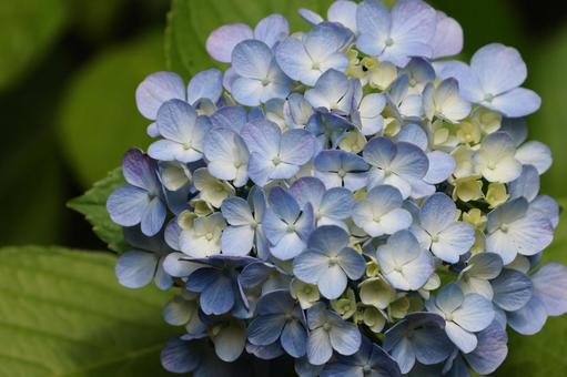 紫陽花 紫陽花,装飾花,水色の写真素材