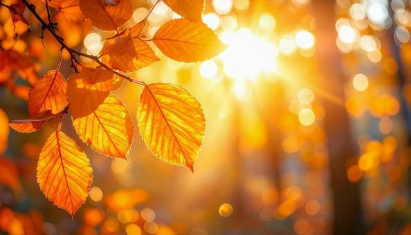 オレンジに染まった紅葉と夕日 オレンジに染まった紅葉と夕日の写真