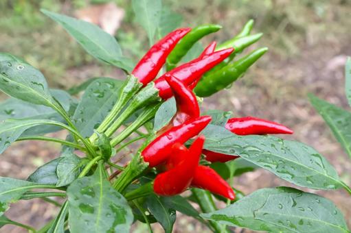 梅雨から秋に収穫するトウガラシ・唐辛子2 梅雨から秋に収穫するトウガラシ・唐辛子2 トウガラシ,唐辛子,家庭菜園の写真素材