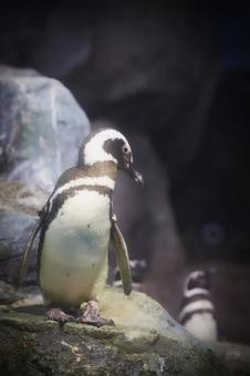 ペンギン ペンギン ペンギン,八景島,水族館の写真素材