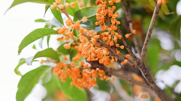 【花の写真】キンモクセイ 【花の写真】キンモクセイ 巌桂,三大芳香木,キンモクセイの写真素材