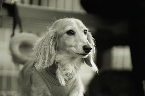 犬のモノクロポートレート 犬のモノクロポートレート 犬,カニンヘンダックスフンド,小型犬の写真素材