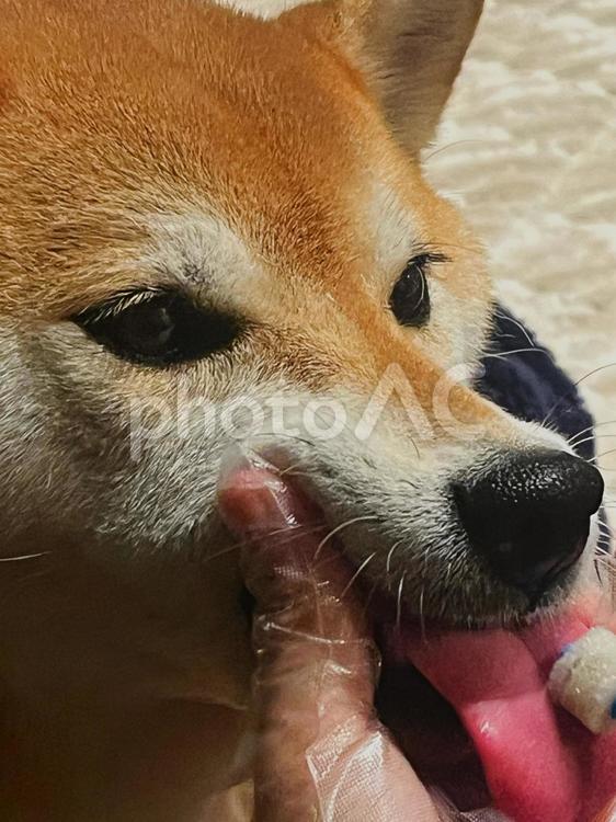 歯みがきをする柴犬7 柴犬,歯磨き,はみがきの写真素材