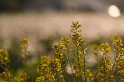 菜の花 菜の花の写真