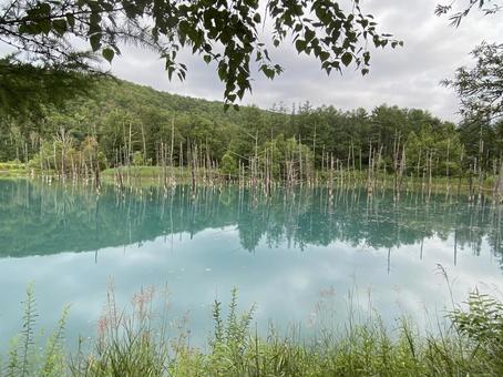 観光スポット 北海道,美瑛,白金青い池の写真素材