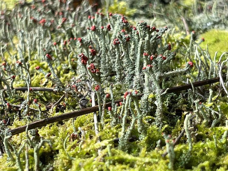 苔の里 苔の里,小松市,自然の写真素材