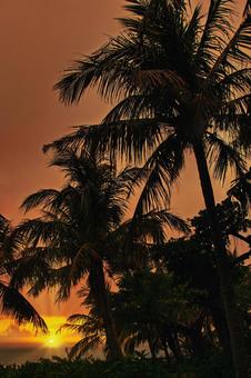 燃えるような空と南国の木々が作り出す景色 サンセット,夕日,ヤシの木の写真素材