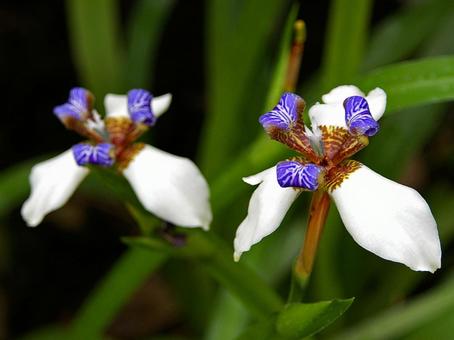 アメリカシャガの写真