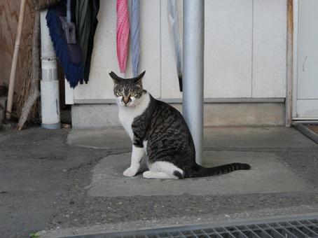 高千穂　地域猫 野良猫,地域猫,猫の写真素材