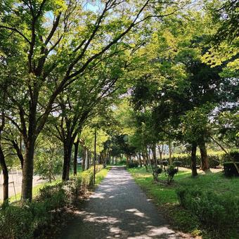 真夏の散歩道の写真