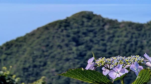 夏の山に咲く、可憐な紫陽花 夏の山に咲く、可憐な紫陽花 アジサイ,紫陽花,山の写真素材