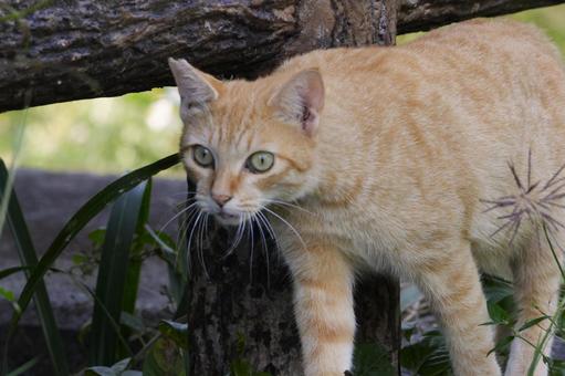 公園ネコ　沖縄県　那覇市 ネコ,茶トラ,公園の写真素材