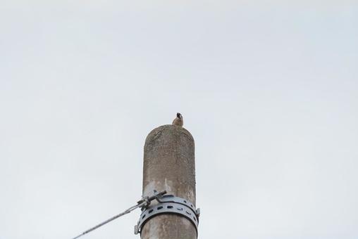 A sparrow looking around from the top of a utility pole, sparrow, birdie, wild bird, JPG