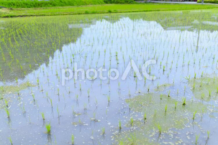 田んぼ 田んぼ,水田,農業の写真素材