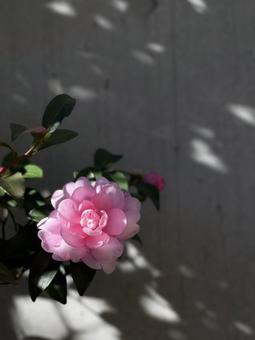 ピンクの椿と壁の影 ピンクの椿と壁の影の写真
