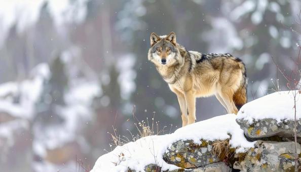 雪の中の狼　崖の上　冬のイメージの写真