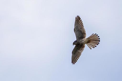 チョウゲンボウ(69)の写真