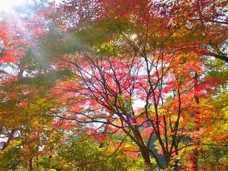 鮮やかな紅葉5の写真