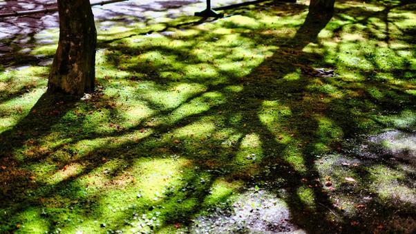芝生の上に落ちた紅葉 紅葉,景色,芝生の写真素材
