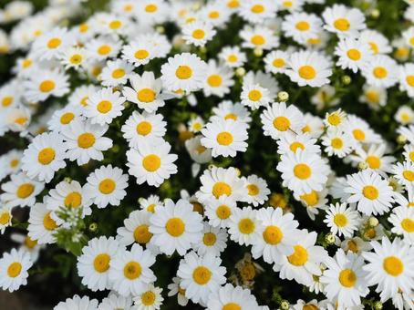フランスギク フランスギク フランスギク,菊,群生の写真素材