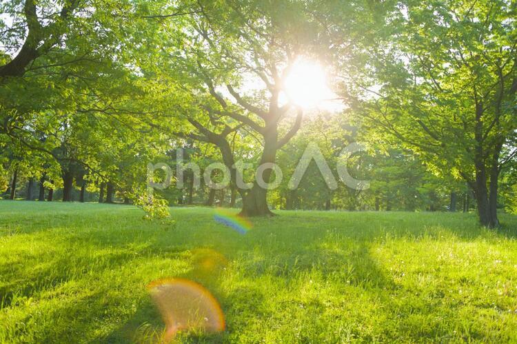公園　太陽光 公園,森,木の写真素材