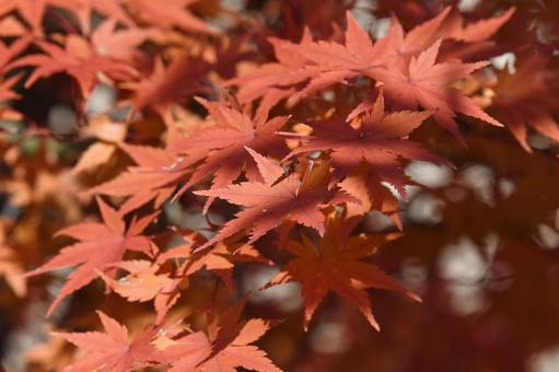 紅葉したモミジ モミジ,葉っぱ,赤いの写真素材