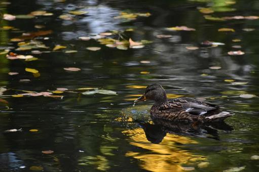 秋の池を泳ぐマガモ 秋の池を泳ぐマガモ マガモ,鴨,かもの写真素材