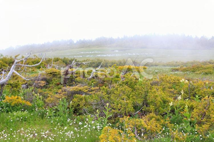 ワタスゲ（福島田代山） 花,ワタスゲ,穂の写真素材