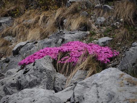 高山植物の写真
