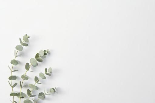 ユーカリ ボタニカルな植物の白背景 ユーカリ ボタニカルな植物の白背景 葉,ボタニカル,フレームの写真素材