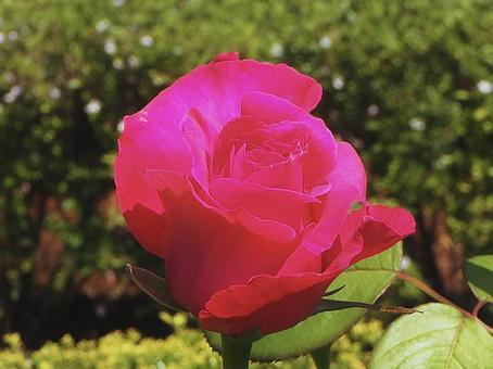 薔薇 恋心 薔薇 恋心の写真