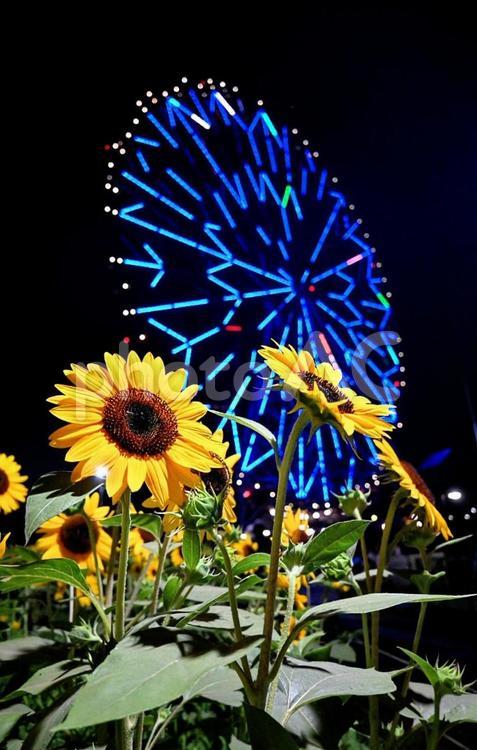 ひまわりと観覧車④ ひまわり,観覧車,葛西臨海公園の写真素材