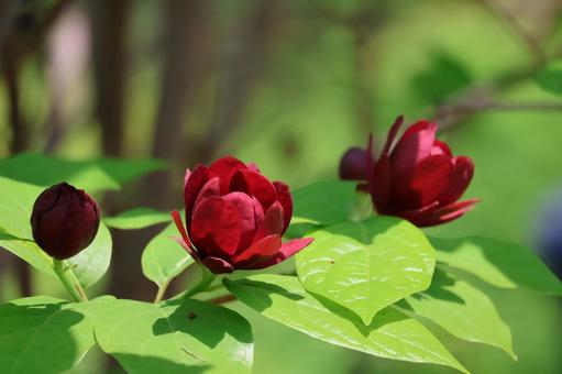 濃い赤の花のカリカンタスの咲く花木 濃い赤の花のカリカンタスの咲く花木の写真