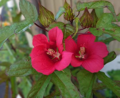 並んで咲いたハイビスカスの赤い花 並んで咲いたハイビスカスの赤い花 ハイビスカス,花,大きいの写真素材