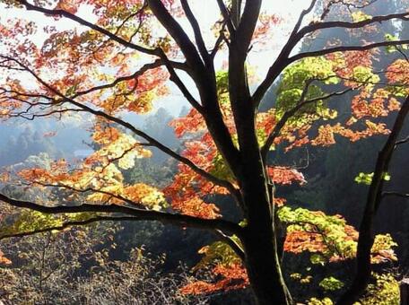 紅葉 紅葉の写真