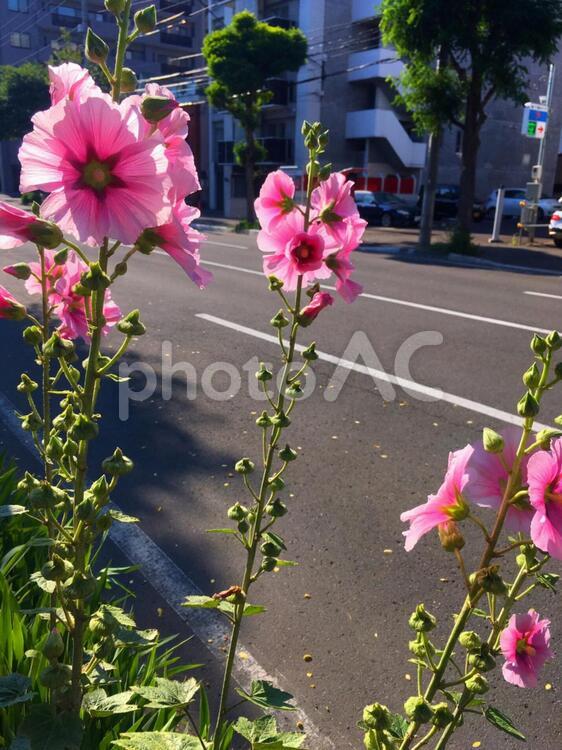たちあおい たちあおい,タチアオイ,立葵の写真素材