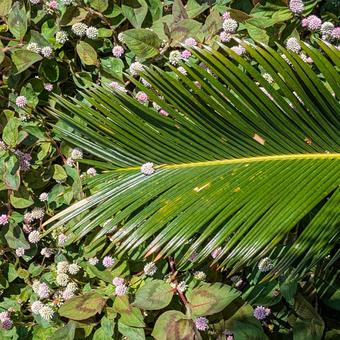 道草 ソテツ 道草 ソテツの写真