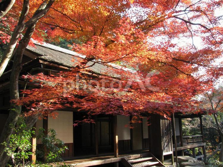 美しい京都の秋、紅葉の風景 紅葉,紅葉狩り,モミジの写真素材