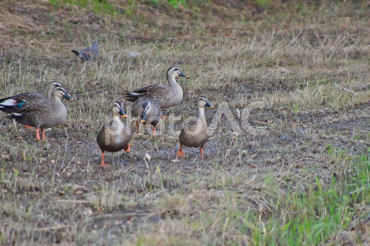 カモの群れ 生き物,動物,生物の写真素材