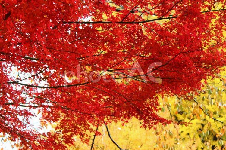 赤いもみじと黄色いいちょう 葉,季節,メープルの写真素材