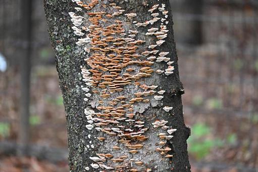 幹に生えるきのこ きのこ,茸,植物の写真素材