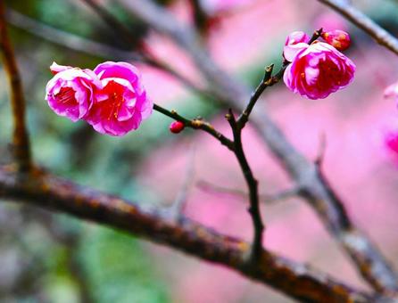冬の花紅梅。 冬の花紅梅。の写真