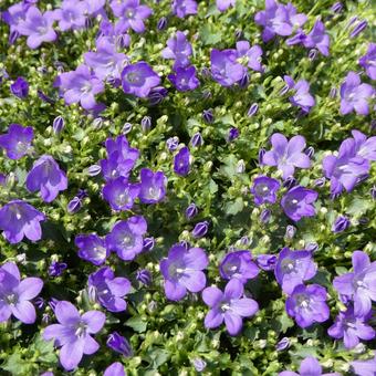 Campanula bellflower flower, JPG