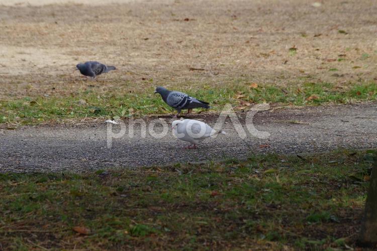 白い鳩は「平和の象徴」 ハト,鳩,白の写真素材