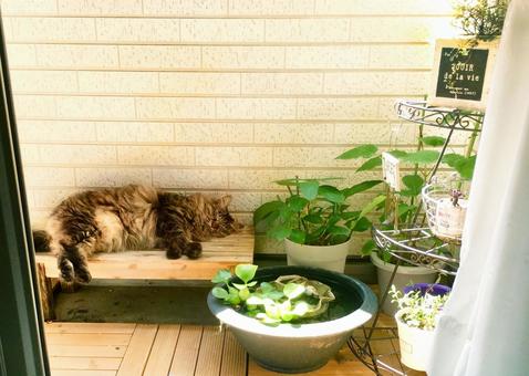 猫のお昼寝 猫のお昼寝の写真