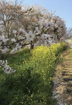 桜と菜の花の小路 桜,菜の花,小路の写真素材